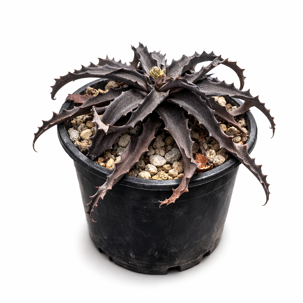 Aloe turkanensis SEEDS