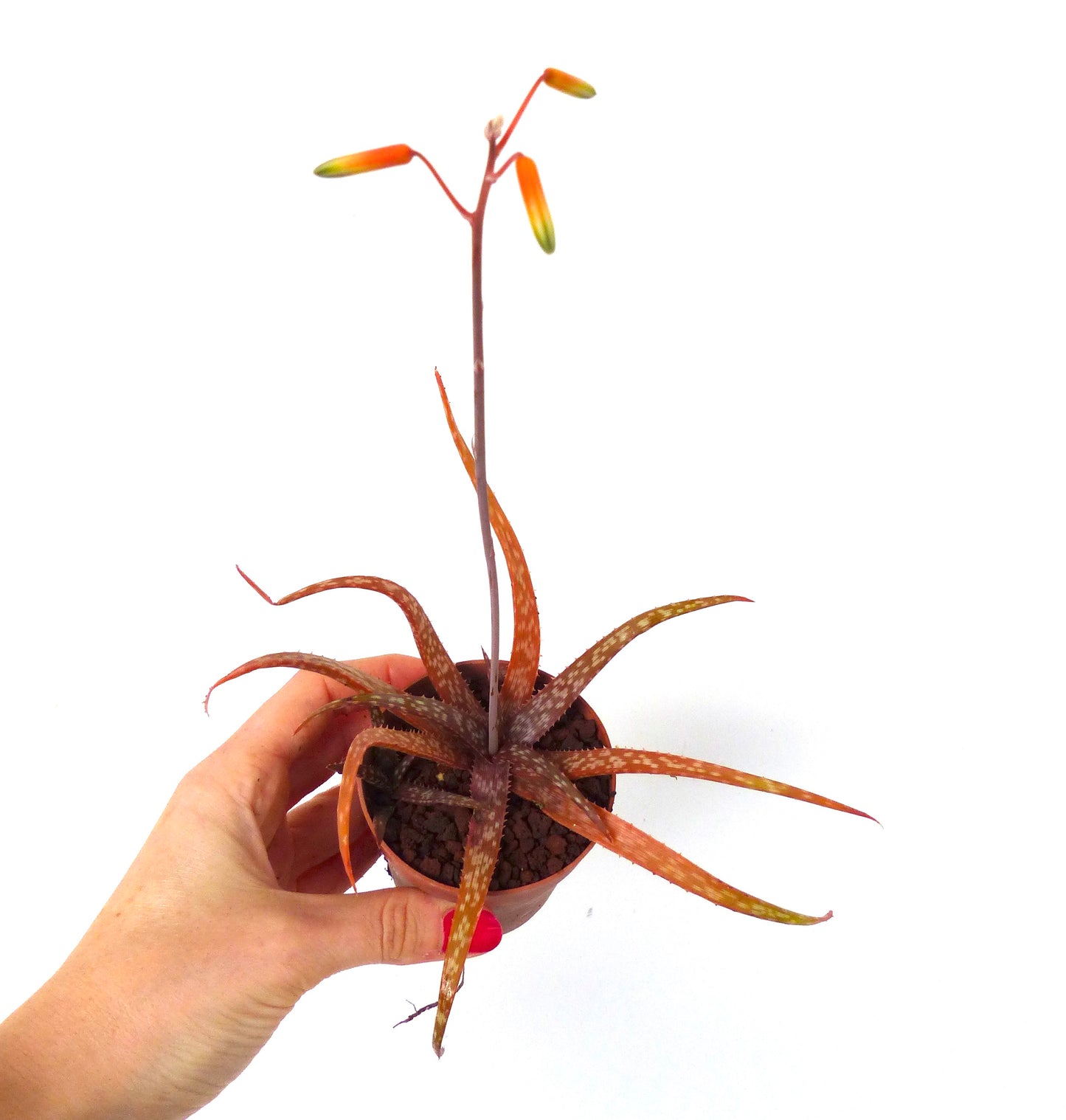 Aloe onbeschreven soort Serra da Chela vetplant met oranje gevlekte bladeren en bloemstengel