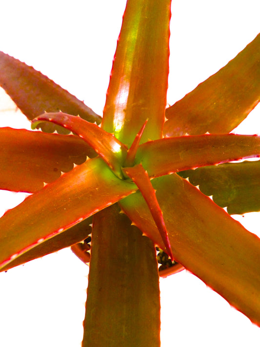 Aloe vaotsanda succulent with thick reddish-green spiny leaves and rosette growth pattern