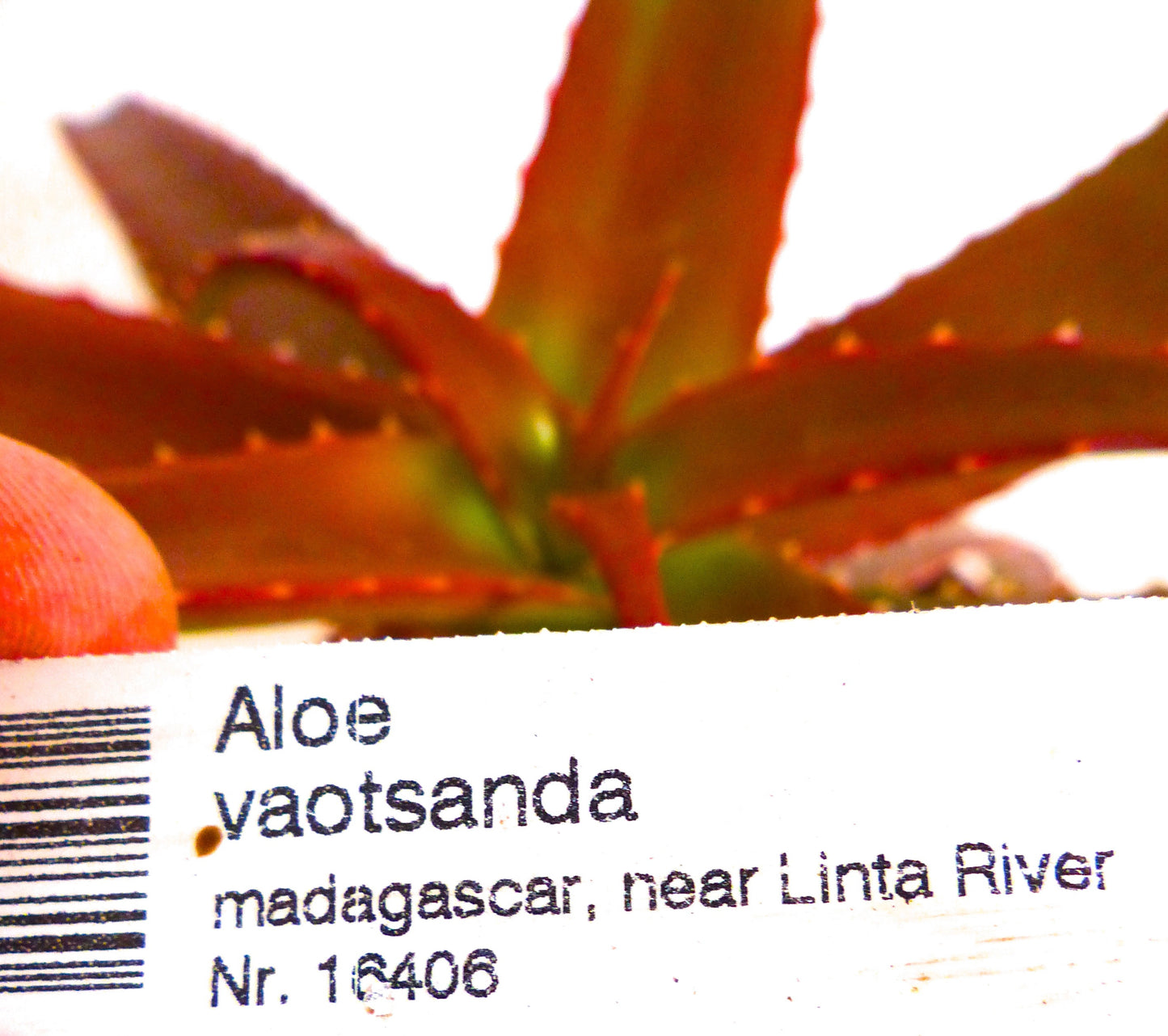 Aloe vaotsanda succulent with reddish spiny leaves and thick fleshy texture