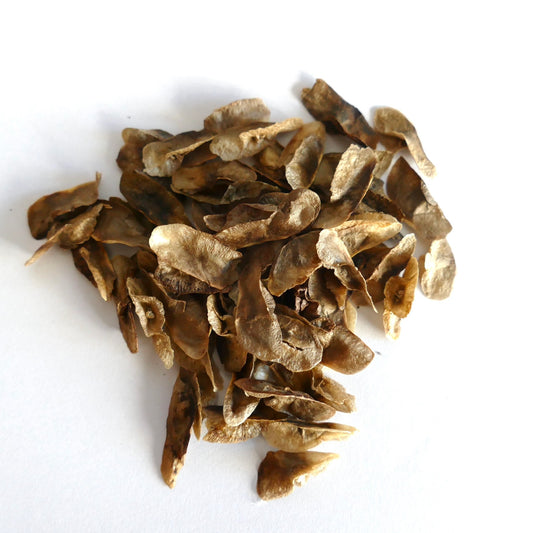 Aloidendron barberae dried brown seeds for succulent tree propagation and planting