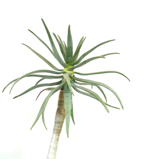 Aloidendron dichotomum (syn. Aloe dichotoma)