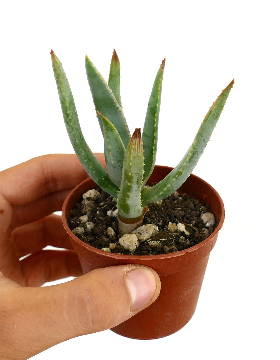 Aloidendron dichotomum small succulent with thick green leaves and reddish tips in pot