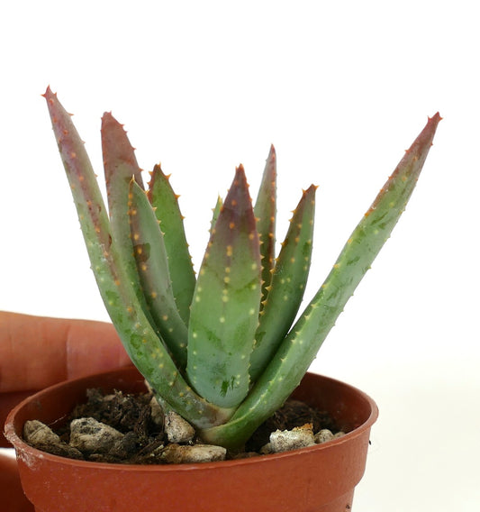 Aloidendron dichotomum small succulent with thick green leaves and reddish spiny tips in pot