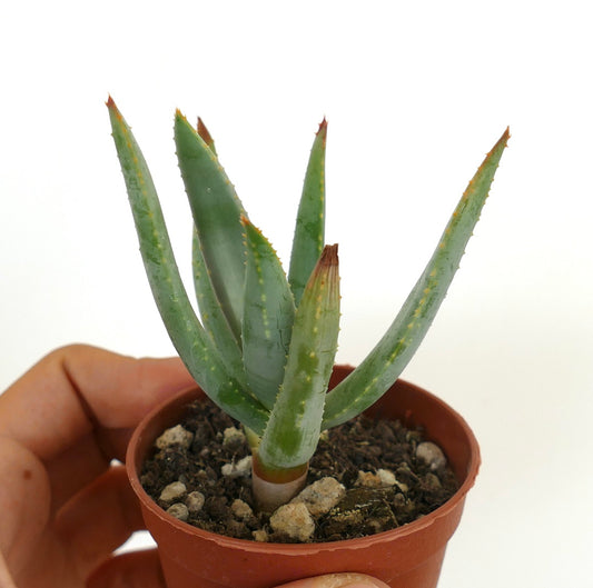 Aloidendron dichotomum small succulent with thick spiny green leaves in terracotta pot