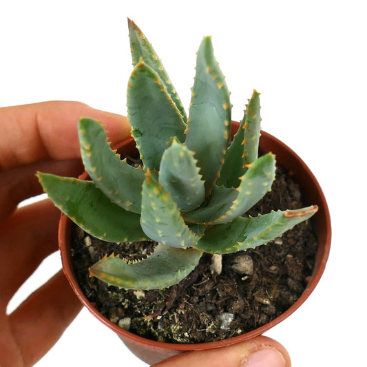 Aloidendron dichotomum small succulent with thick blue-green leaves and orange spines in pot