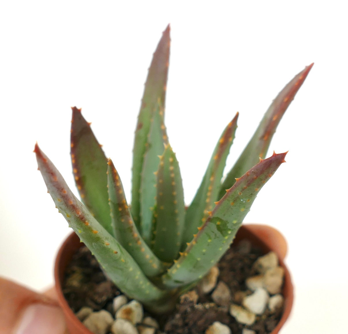 Petit succulent Aloidendron dichotomum avec des feuilles vertes pointues et des épines rouges en pot