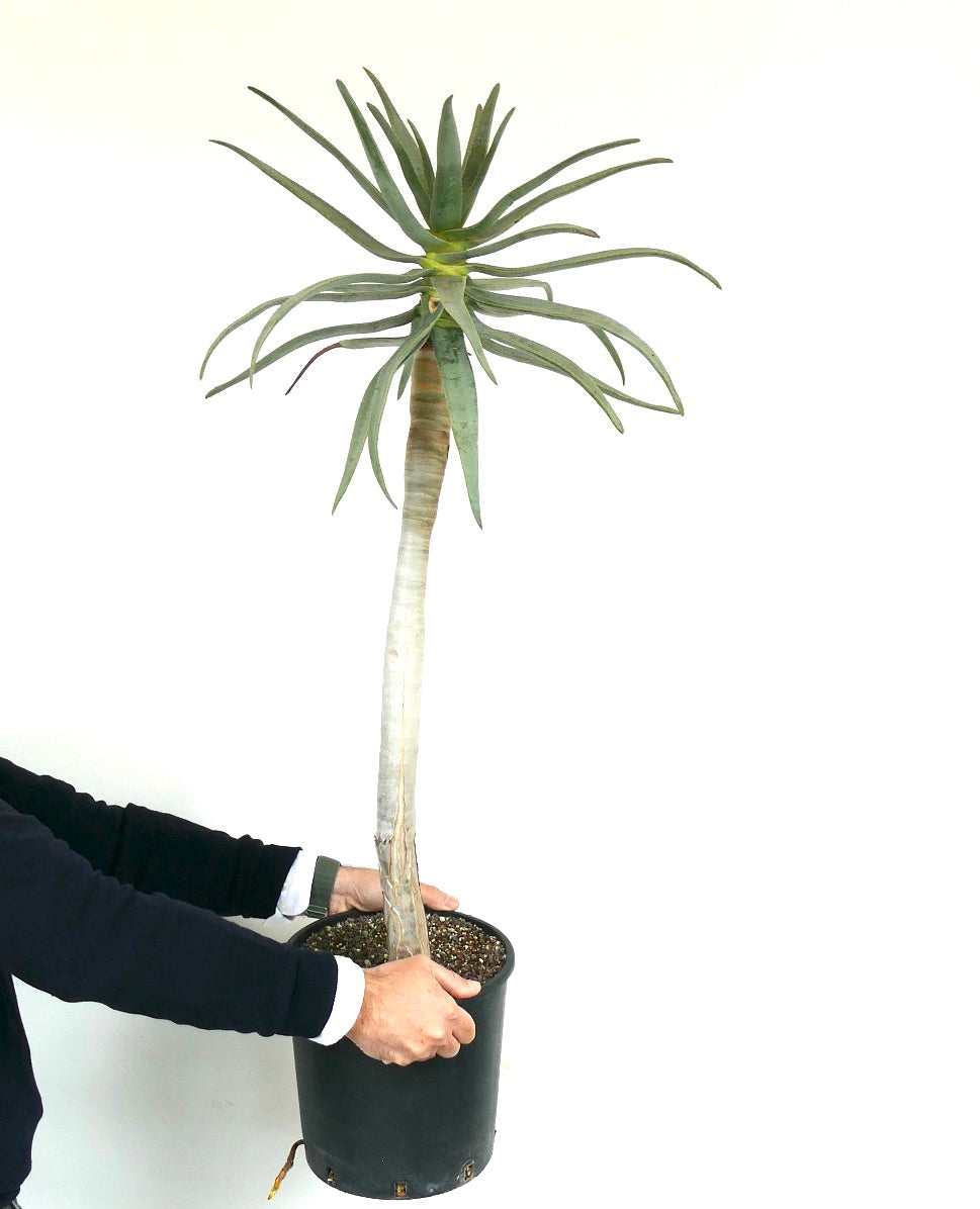 Aloidendron dichotomum tall succulent with slender green leaves and thick woody stem in black pot