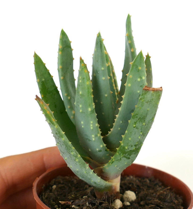 Aloidendron dichotomum succulent avec des feuilles épaisses bleu-vert et de petites épines jaunâtres en pot
