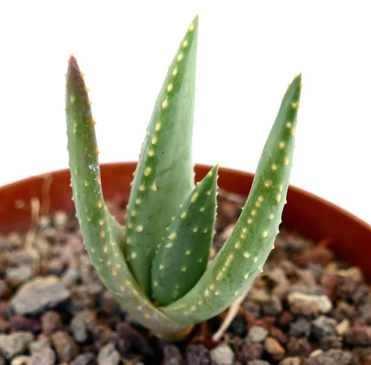 Aloidendron pillansii succulent with thick green leaves and small yellowish spines in pot