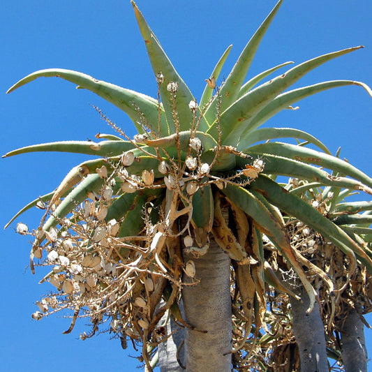 Detailed view of the crown of Aloidendron pillansii (Aloe pillansii) showing long fleshy green leaves with dried flower stalks against a clear blue sky.