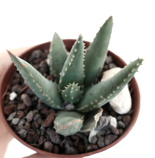 Aloidendron pillansii succulent with thick blue-green spiked leaves in rocky soil