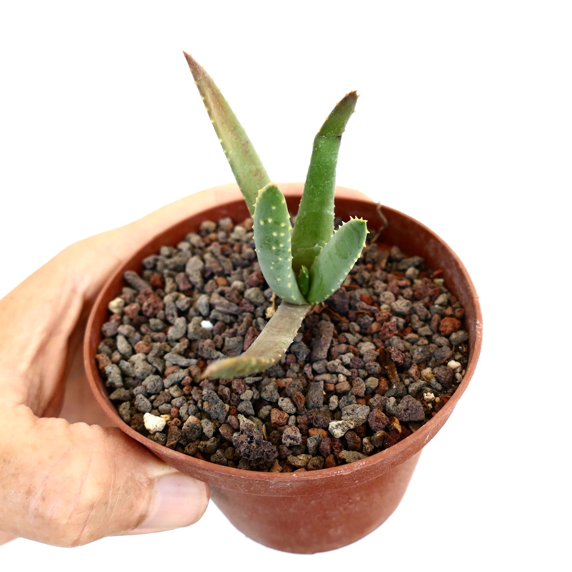 種20粒 アロエ ピランシー 種20粒 アロエ ピランシー Aloe pillansii アロエ ピランシー
