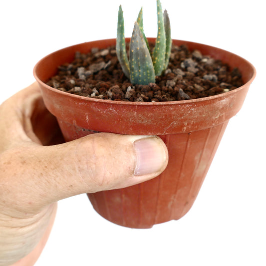 Aloidendron pillansii small succulent with thick green pointed leaves and yellow spots in pot