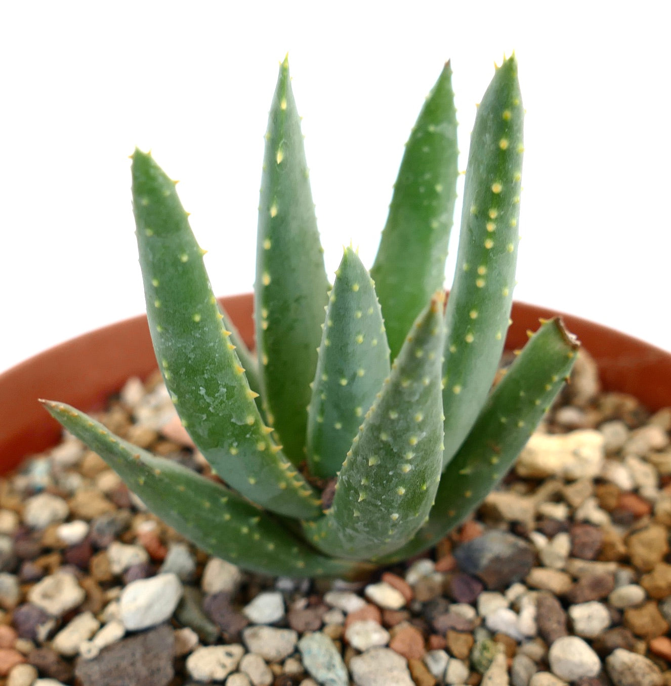 種20粒 アロエ ピランシー アロエンドロン・ピランシー | Botanical Archive | ユニークな