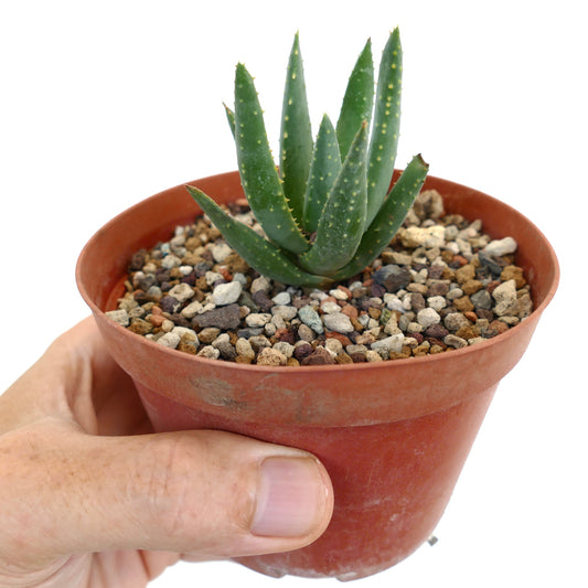 Aloidendron pillansii small succulent with thick green leaves and yellowish spots in pot