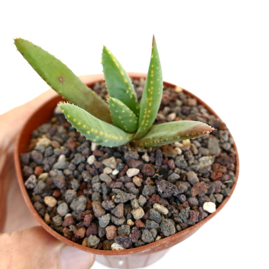 Aloidendron pillansii small succulent with thick green leaves and yellowish spots in pot