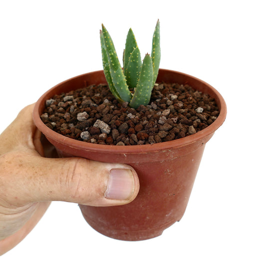 Aloidendron pillansii small succulent with thick green leaves and yellow spots in pot