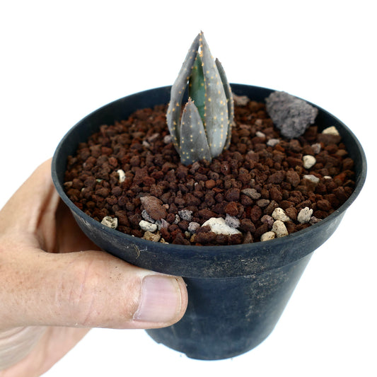 Aloidendron pillansii small rare succulent with thick blue-green leaves and yellow spots in black pot