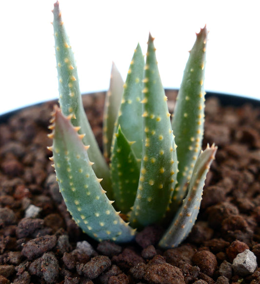 Aloidendron pillansii succulent with thick green leaves and yellowish spines in rocky soil