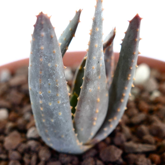 Aloidendron pillansii succulent with thick gray leaves and small orange spines in pot