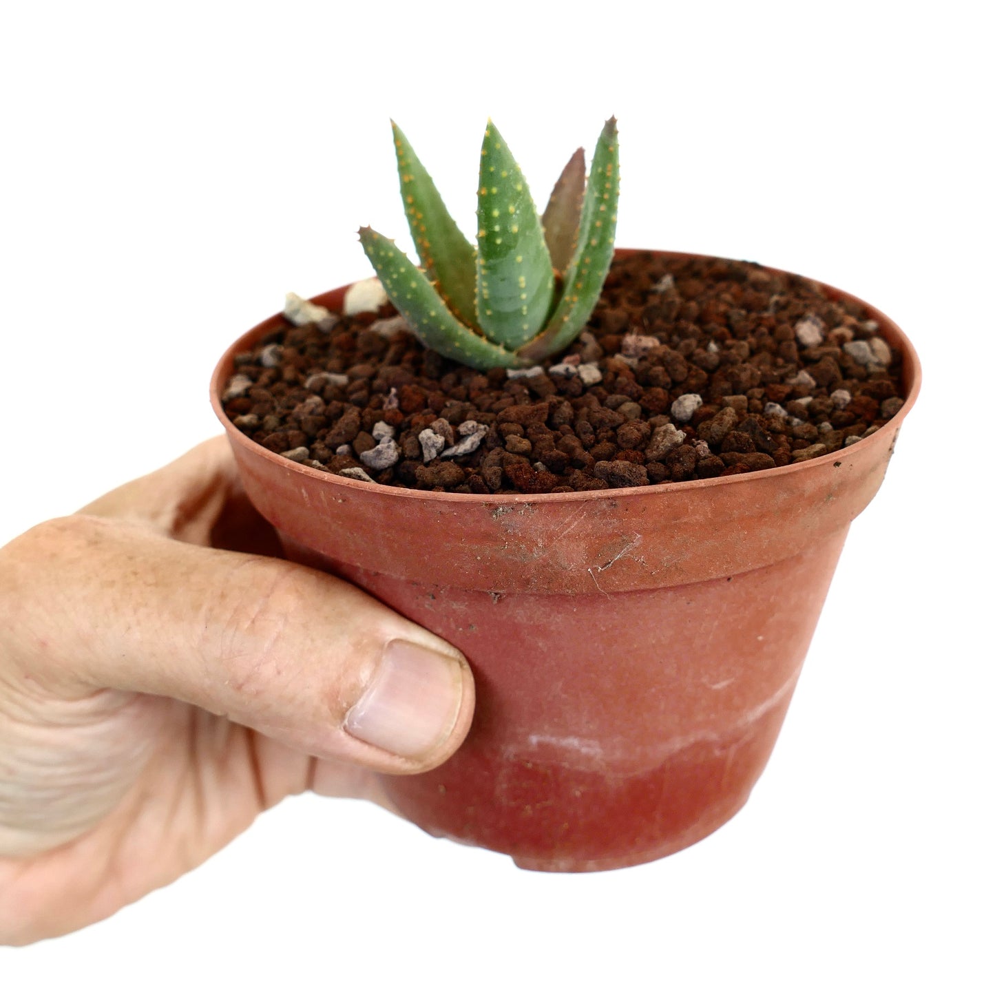 Aloidendron pillansii small succulent with thick green leaves and yellowish spots in pot