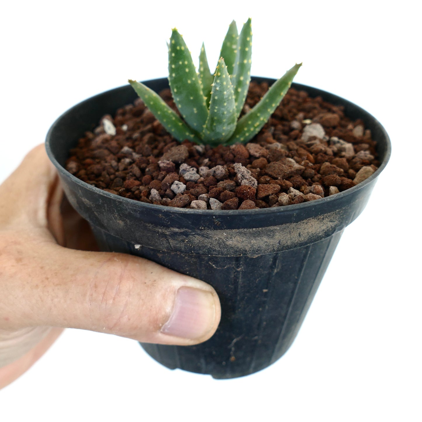 Aloidendron pillansii kleine Sukkulente mit dicken grünen Blättern und weißen Flecken im schwarzen Topf