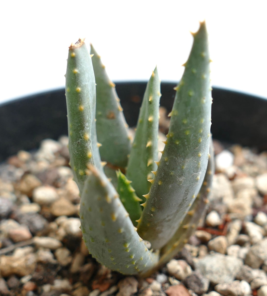 Aloidendron ramosissima succulent with thick blue-green spiked leaves in rocky soil