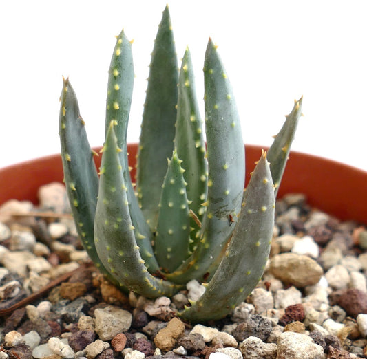 Aloidendron ramosissima succulent with elongated spiky green leaves in rocky soil