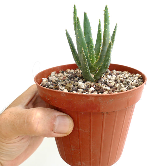 Aloidendron ramosissima small succulent with spiky green leaves in terracotta pot held by hand
