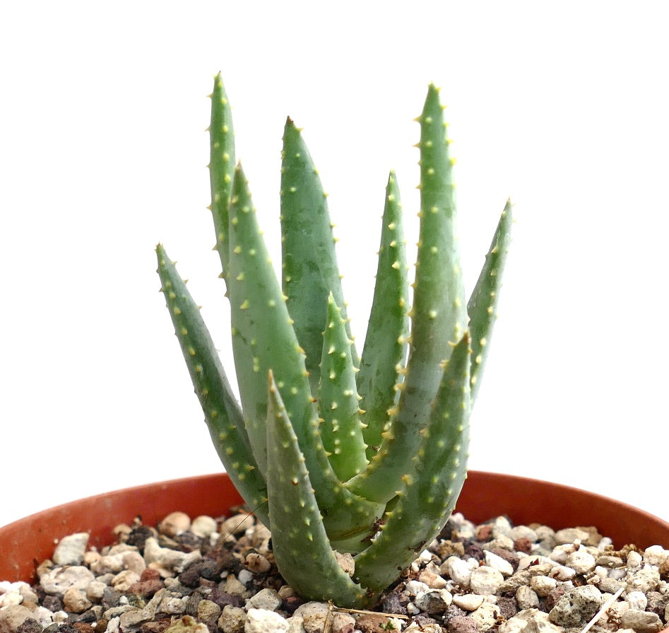 Aloidendron ramosissima succulent with spiky green leaves in rocky soil pot