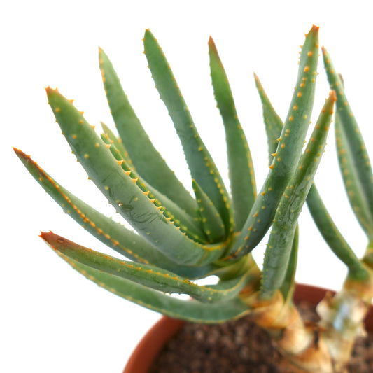 Aloidendron ramosissimum succulent with elongated green leaves and orange spines in pot