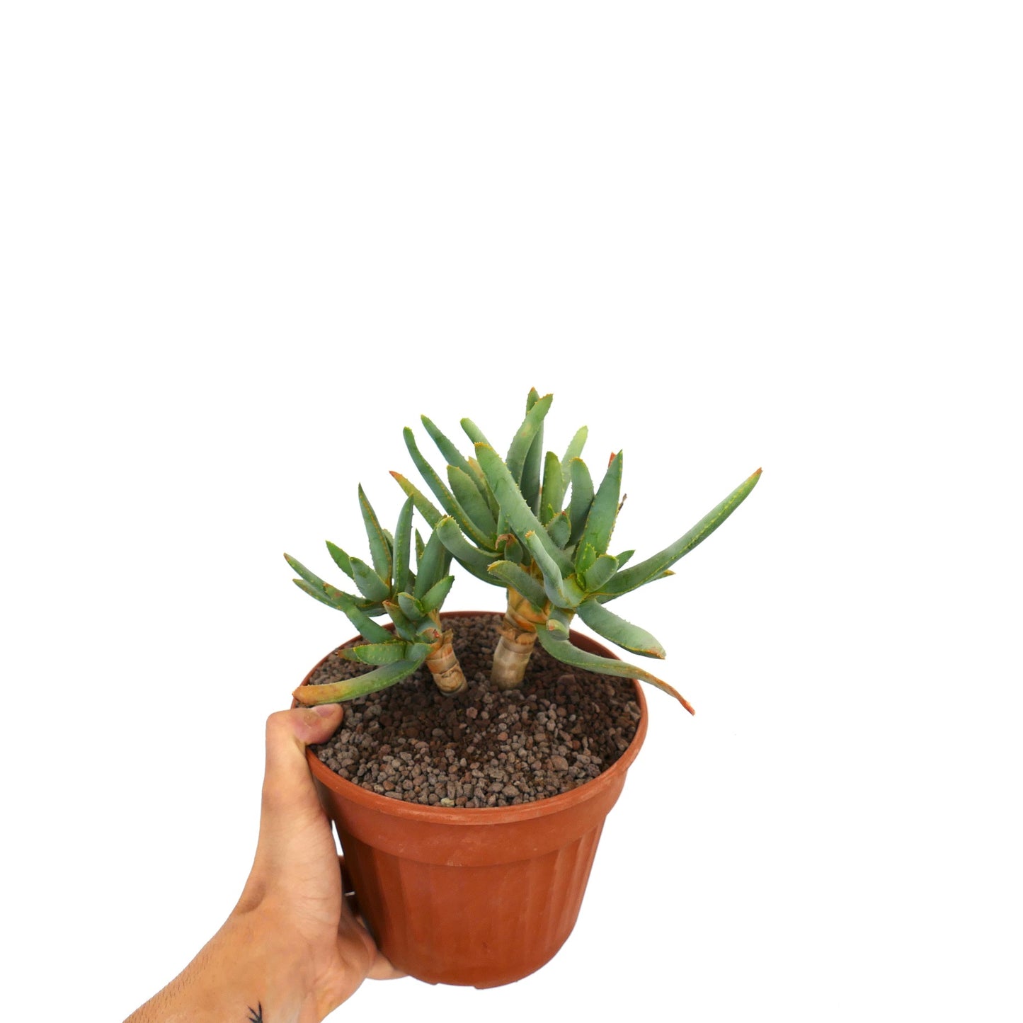 Aloidendron ramosissimum succulent with thick green leaves and small spines in terracotta pot