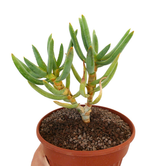 Aloidendron ramosissimum succulent with elongated green leaves and thick branching stems in pot