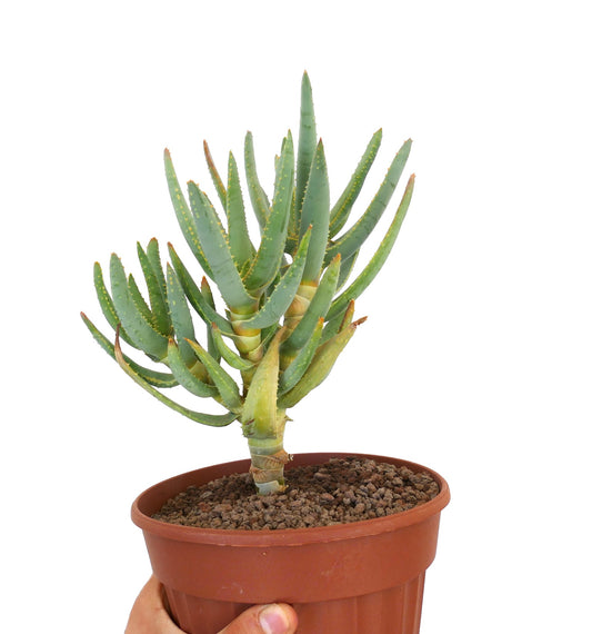 Aloidendron ramosissimum succulent with elongated green leaves and small spines in terracotta pot