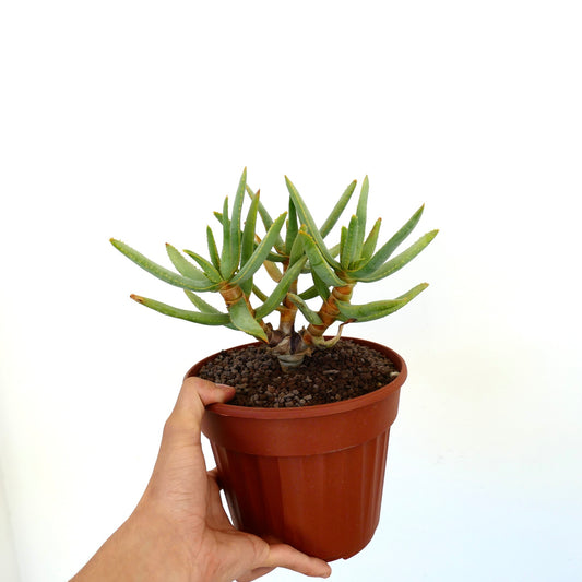 Aloidendron ramosissimum succulent with slender green leaves and woody stems in pot
