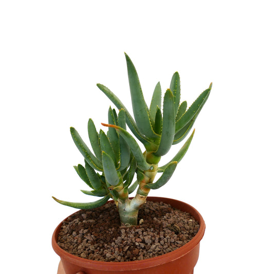 Aloidendron ramosissimum succulent with thick green leaves and small spines in terracotta pot