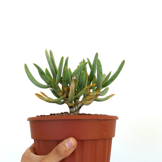 Aloidendron ramosissimum succulent with elongated green leaves and small spines in terracotta pot