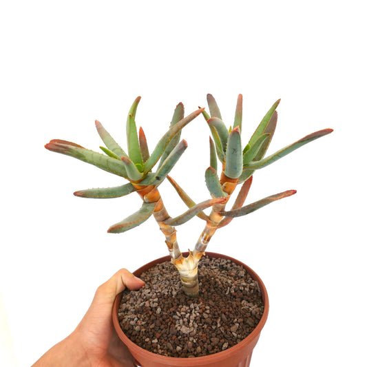 Aloidendron ramosissimum succulent with slender green leaves and reddish tips in pot