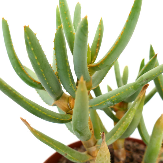 Aloidendron ramosissimum succulent with elongated green leaves and small yellow spines specimen