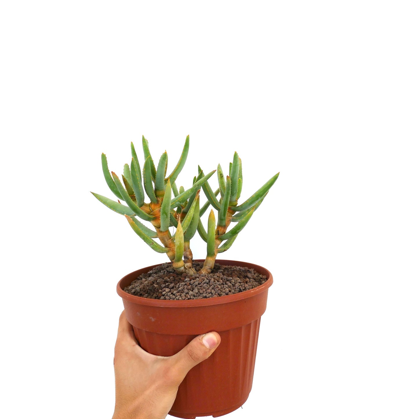 نبات العصاري ألويندرون راموسيسييم ذو أوراق خضراء رفيعة في وعاء من الفخار