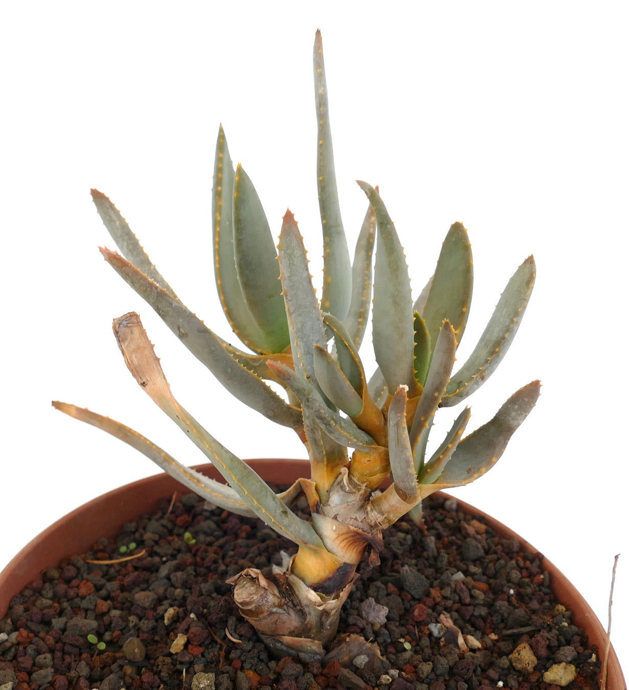 Aloidendron ramosissimum succulent with elongated blue-green leaves and yellow spines in pot
