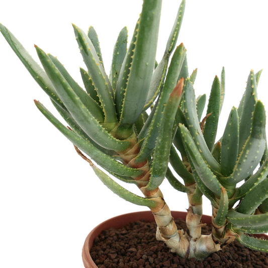 Aloidendron ramosissimum succulent with elongated green leaves and spiny edges in terracotta pot