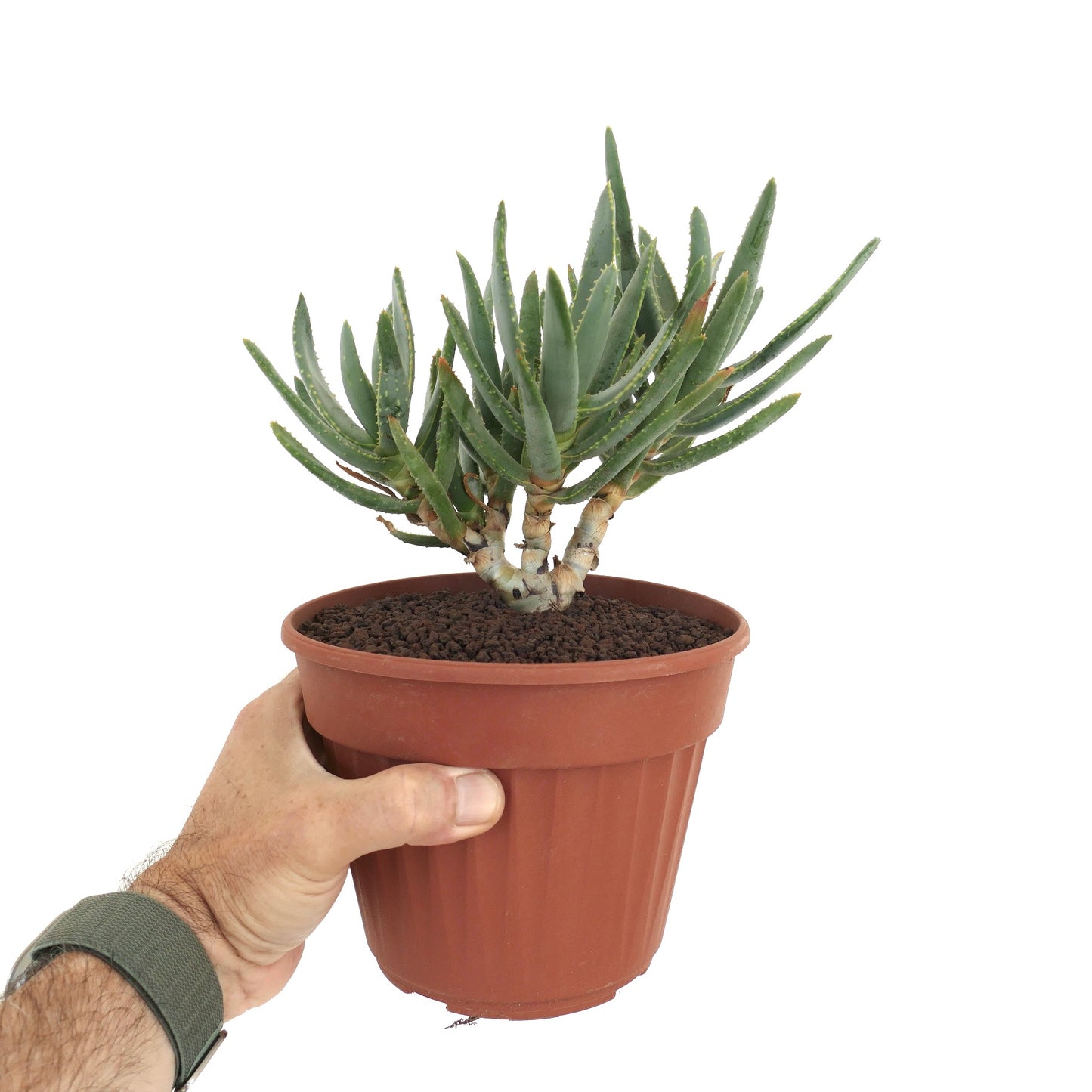 Aloidendron ramosissimum Sukkulente mit schlanken grünen Blättern und dicken verzweigten Stängeln im Topf