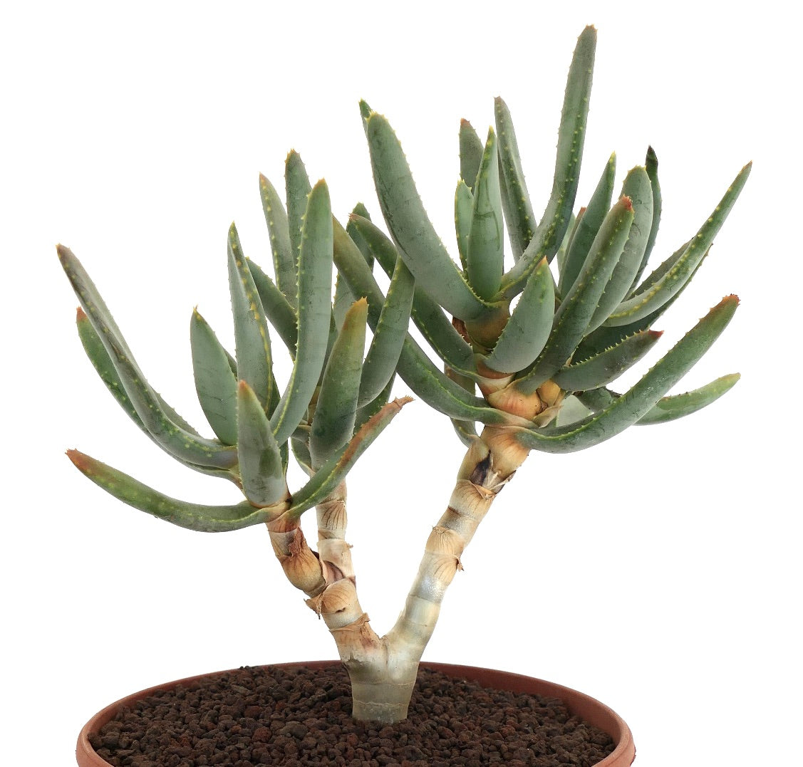 Aloidendron ramosissimum suculenta com folhas verdes alongadas e caules grossos e ramificados em vaso