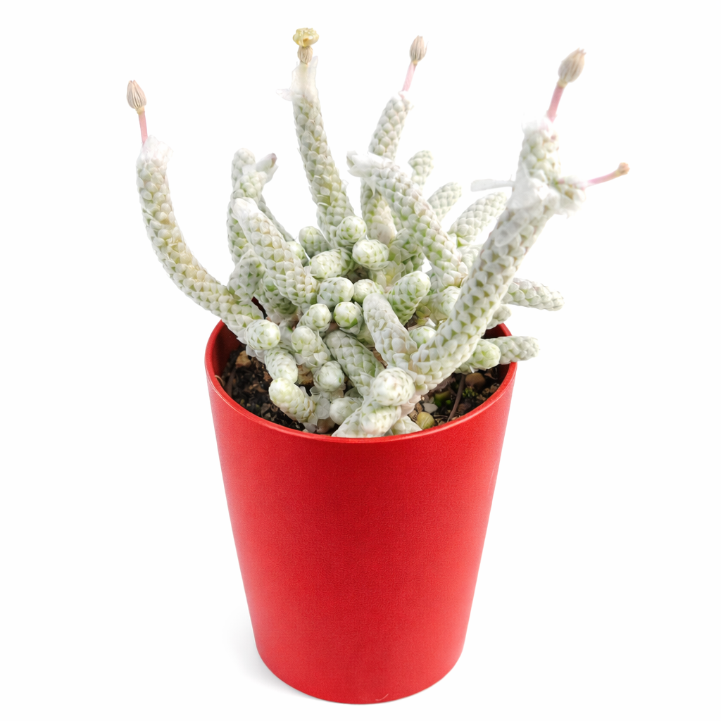 Anacampseros albissima sukkulent med hvite teksturerte stilker og små rosa blomsterknopper i rød potte