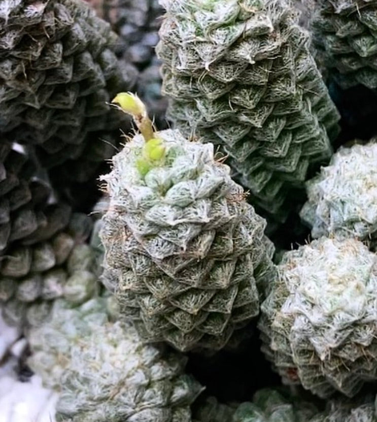 アナカンプセロス・フィラメントーサ 多肉植物 密集した毛羽立ち松ぼっくりのような葉の房と小さな黄色い蕾