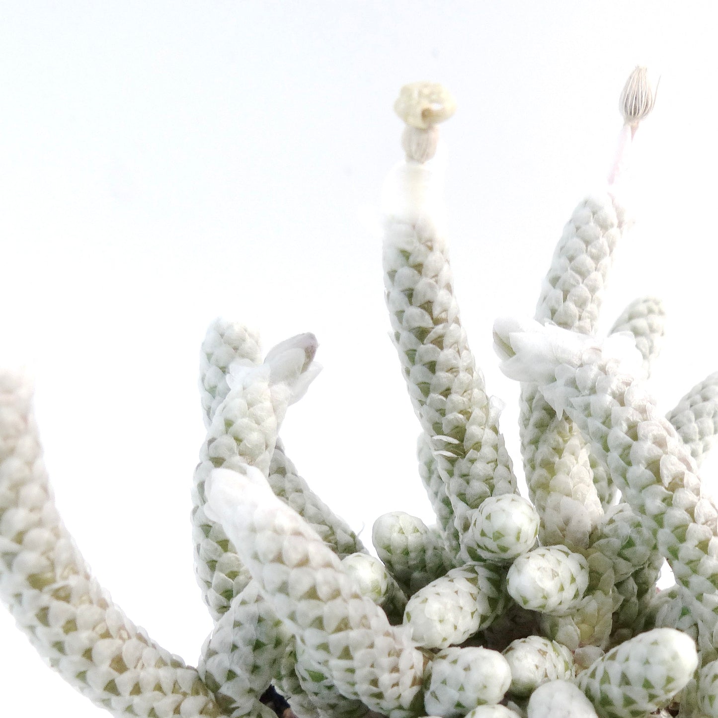 Anacampseros papyracea namaensis suculenta com caules alongados brancos texturados e pequenas folhas em forma de escama