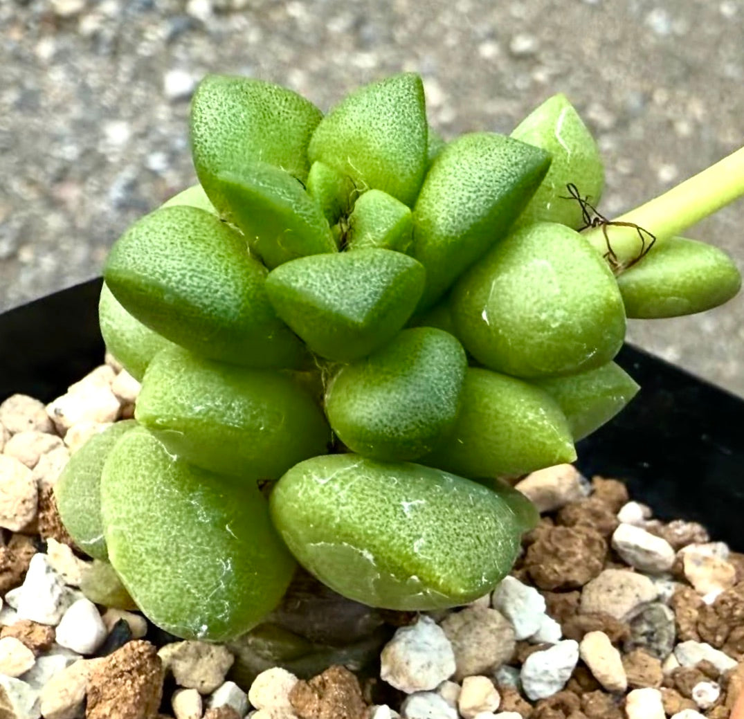 プリプリとした緑の葉と質感のある表面を持つアナカンプセロス・ピシナ多肉植物、岩の多い土壌にて