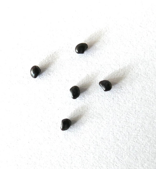 Ancistrocactus pinkavanus SEEDS